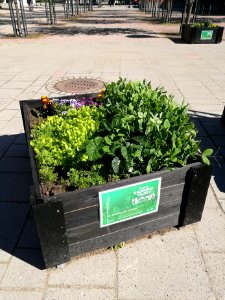 Veturiaukio Oulu 20170707 02