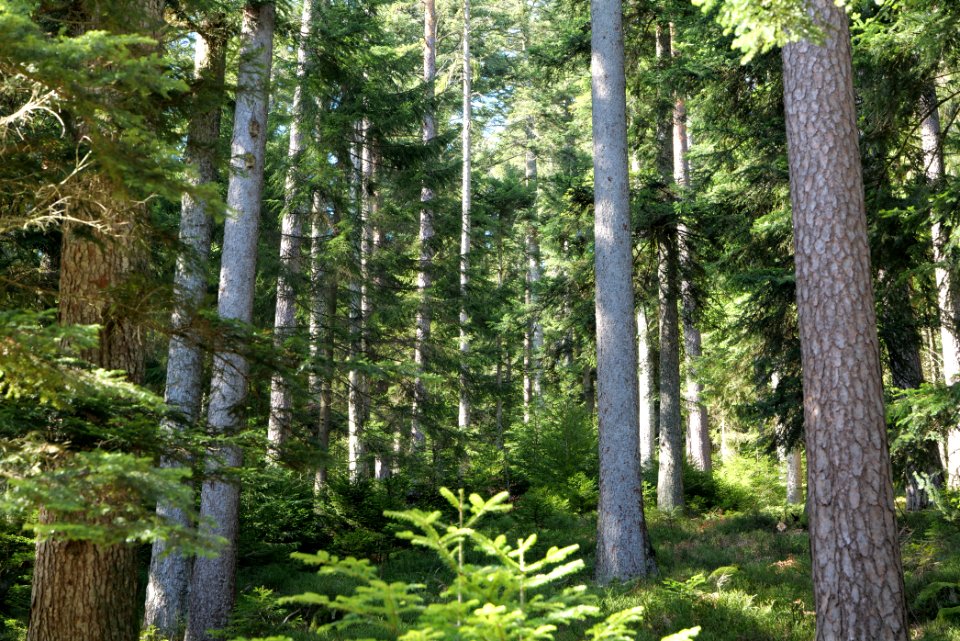 View from Untere Birkenaustraße on national park 2020-03-15 49