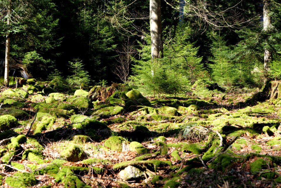 View from Untere Birkenaustraße on national park 2020-03-15 69