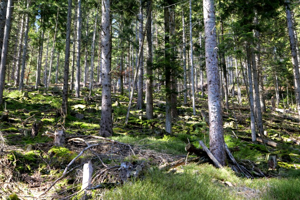 View from Untere Birkenaustraße on national park 2020-03-15 29