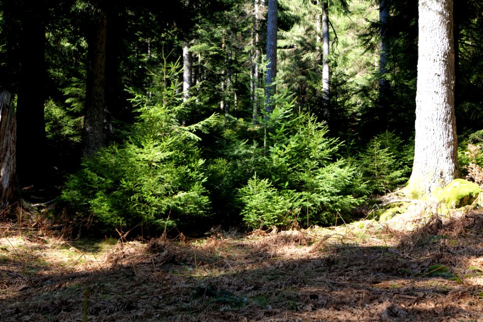 View from Untere Birkenaustraße on national park 2020-03-15 67