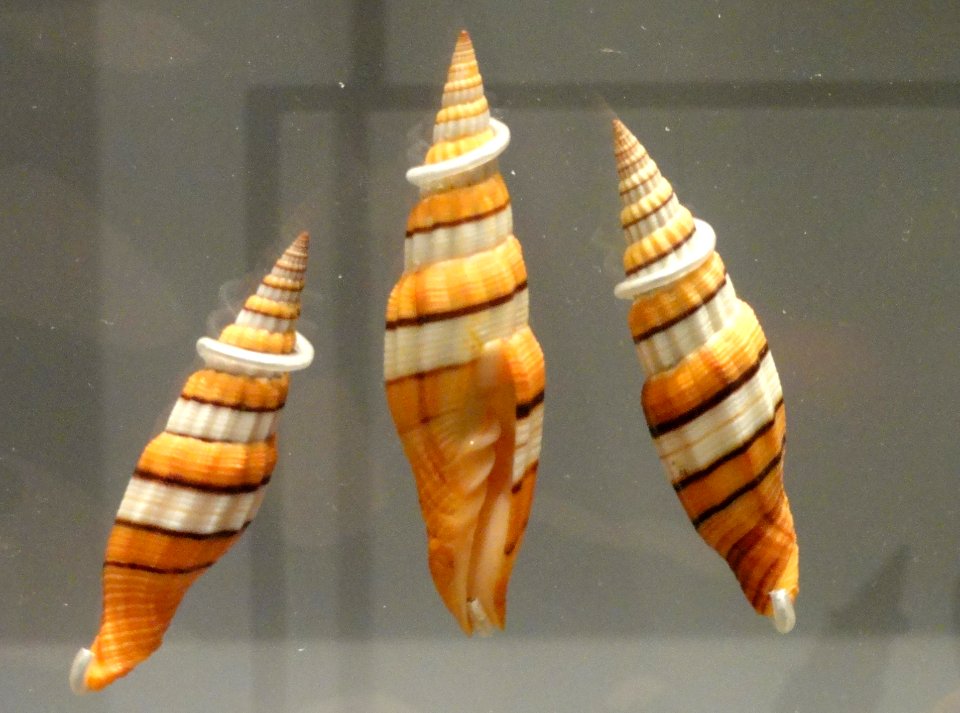 Vexillum regina f. filiareginae - Royal Ontario Museum - DSC00202