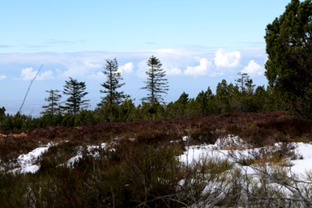 View from trail from Ochsenstall Hornisgrinde to Hundsrücken 2020-03-14 20