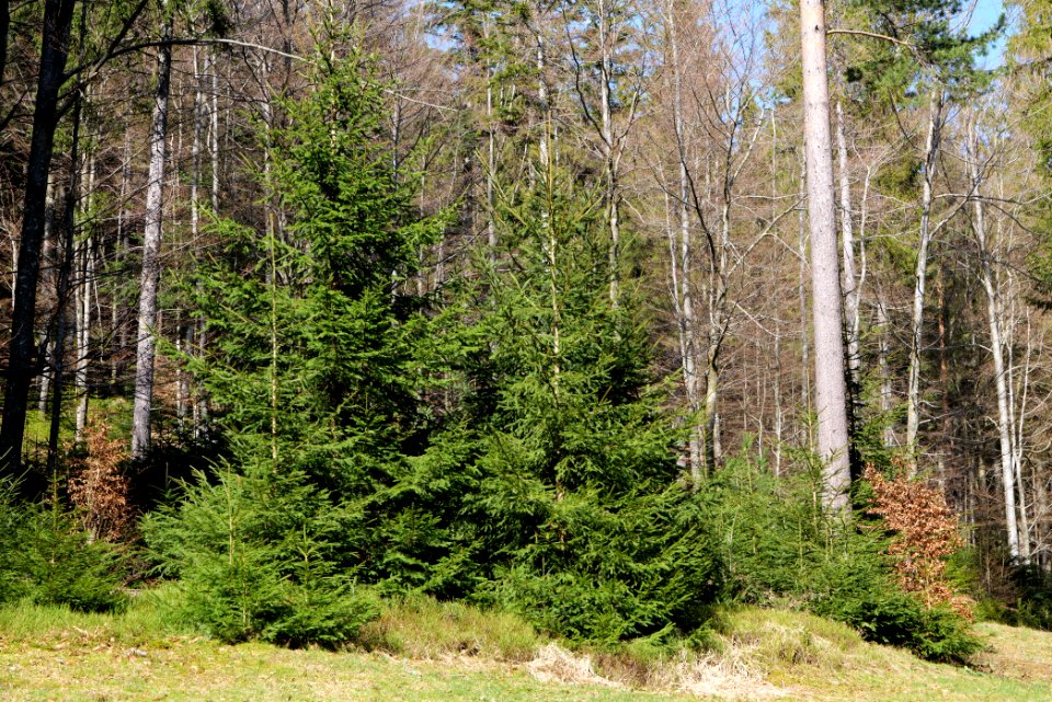 View from Untere Birkenaustraße on national park 2020-03-15 34
