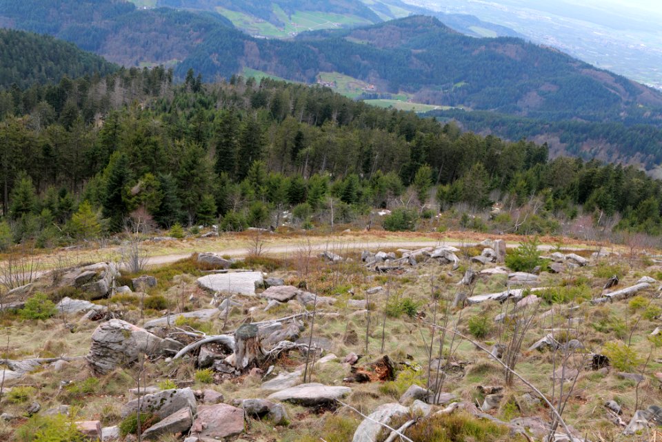 View from trail from Hornisgrinde to Mummelsee 2020-03-14 14