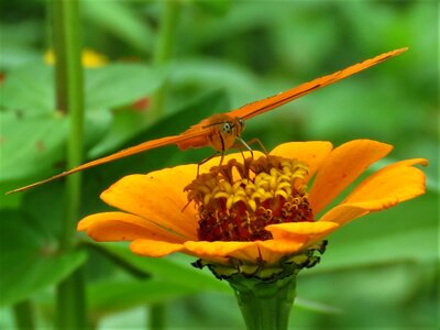 Orange flower orange butterfly flower garden