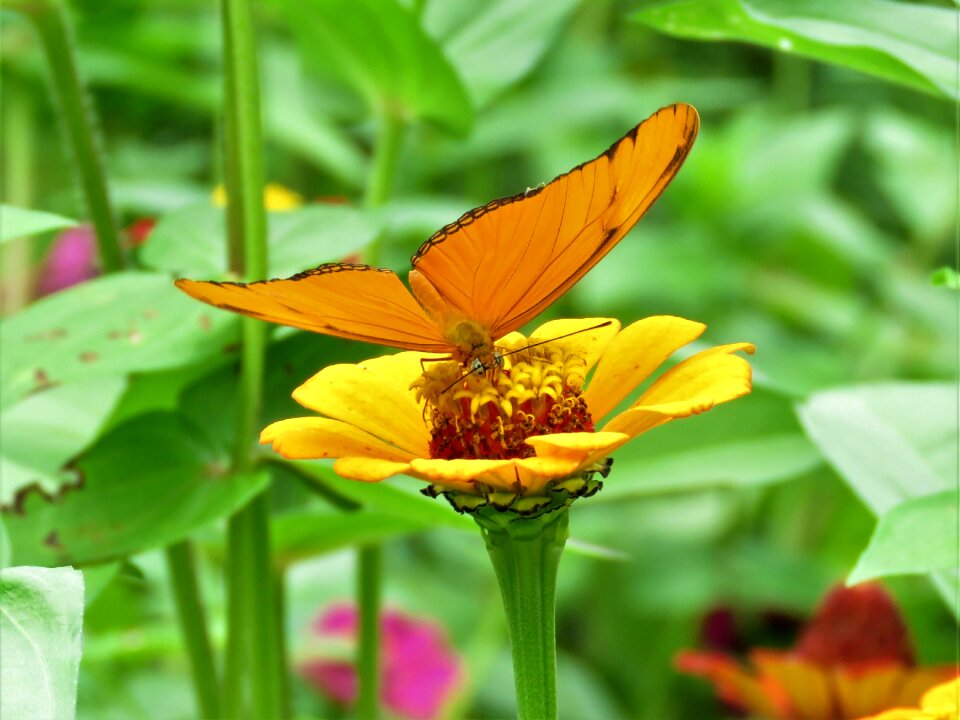 Orange flower orange butterfly flower garden