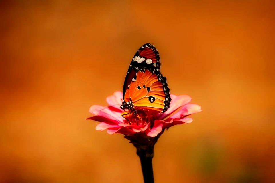 Plant colorful beautiful