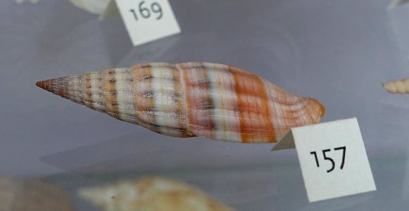 Vexillum taylorianum - Redpath Museum - McGill University - Montreal, Canada - DSC07845