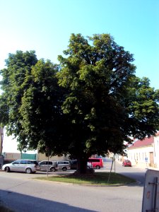 Veverská Bítýška 2015 - 05