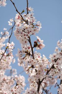 Branch seasonal plant
