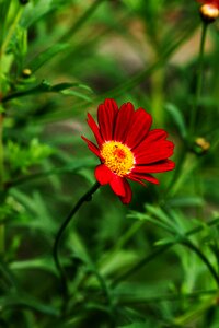 Red green blossom photo