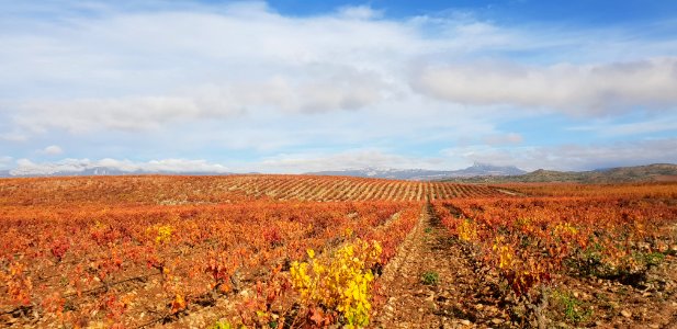 Viñas junto al Ebro en El Cortijo, La Rioja