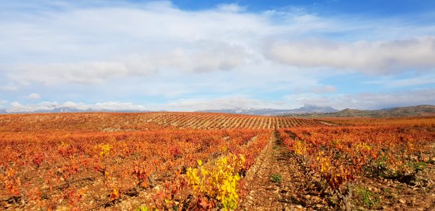 Viñas junto al Ebro en El Cortijo, La Rioja photo