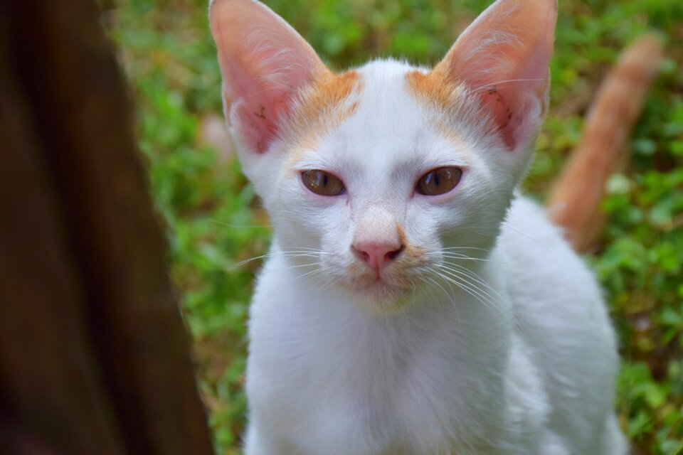 White nature animals