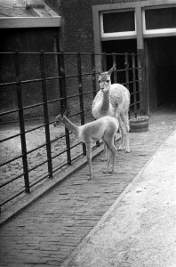 Vicogne (lamasoort) geboren in Artis. Moeder met jong, Bestanddeelnr 921-4504