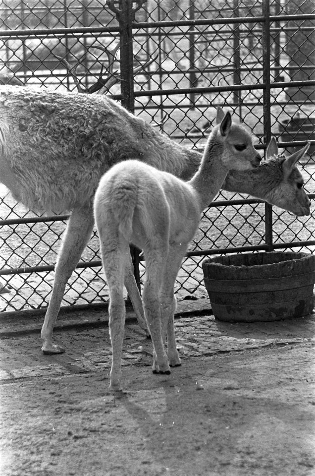 Vicogne (Wilde Lama) in Artis geboren, Bestanddeelnr 919-6217