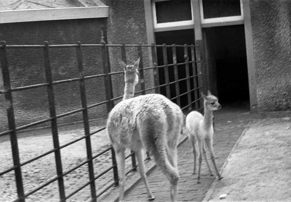 Vicogne (lamasoort) geboren in Artis. Moeder met jong, Bestanddeelnr 921-4503