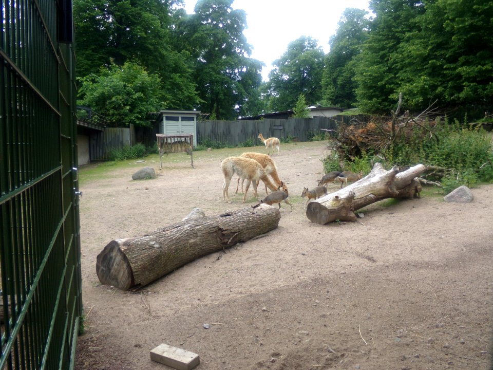 Vicuñas and maras on Korkeasaari