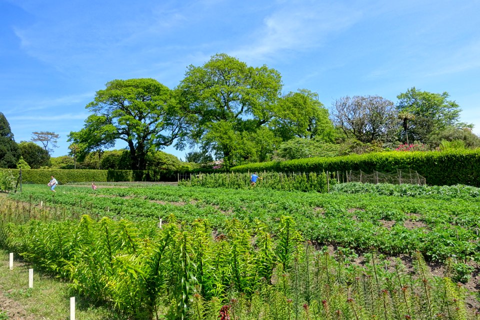 Victorian Productive Gardens - Lost Gardens of Heligan - Cornwall, England - DSC02854