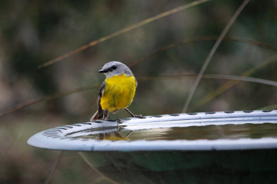 Animal wildlife wild