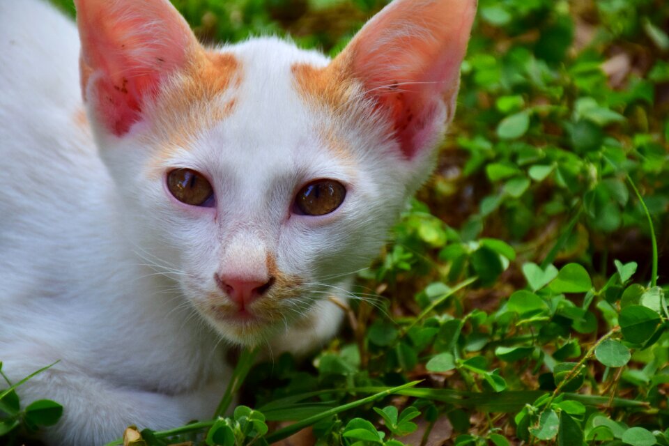 White nature animals