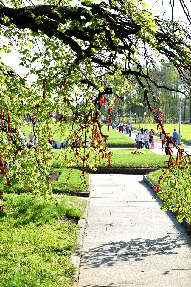 Victory Day (153579879)