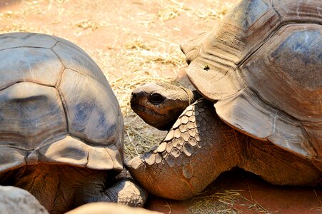 Tortoise shell giant tortoise zoo