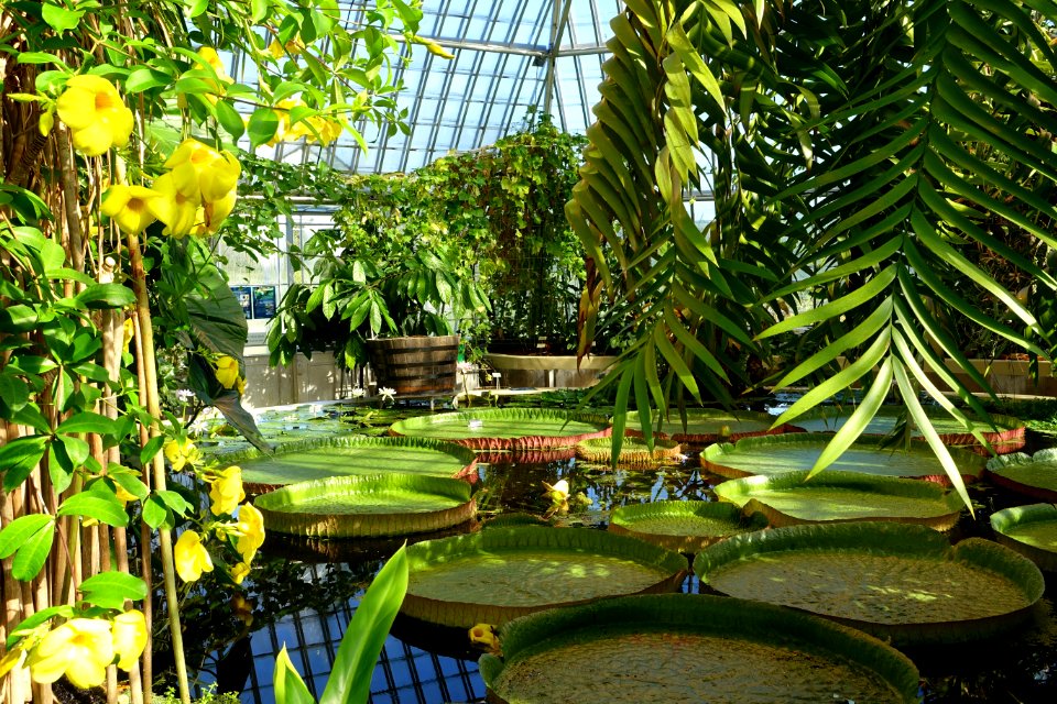 Victoriahuset, Bergianska trädgården - Stockholm, Sweden - DSC00267