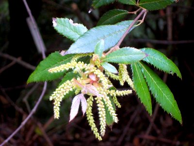 Vesselowskya rubifolia Mt Tomah