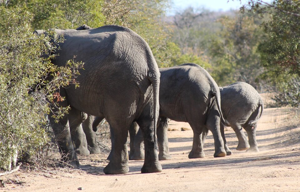 Family africa safari
