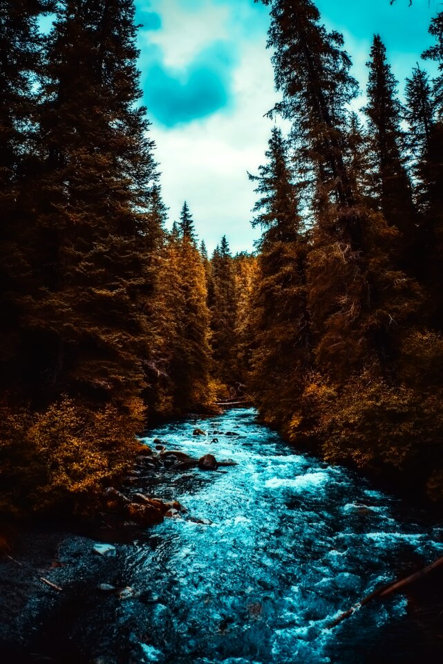 River creek forest