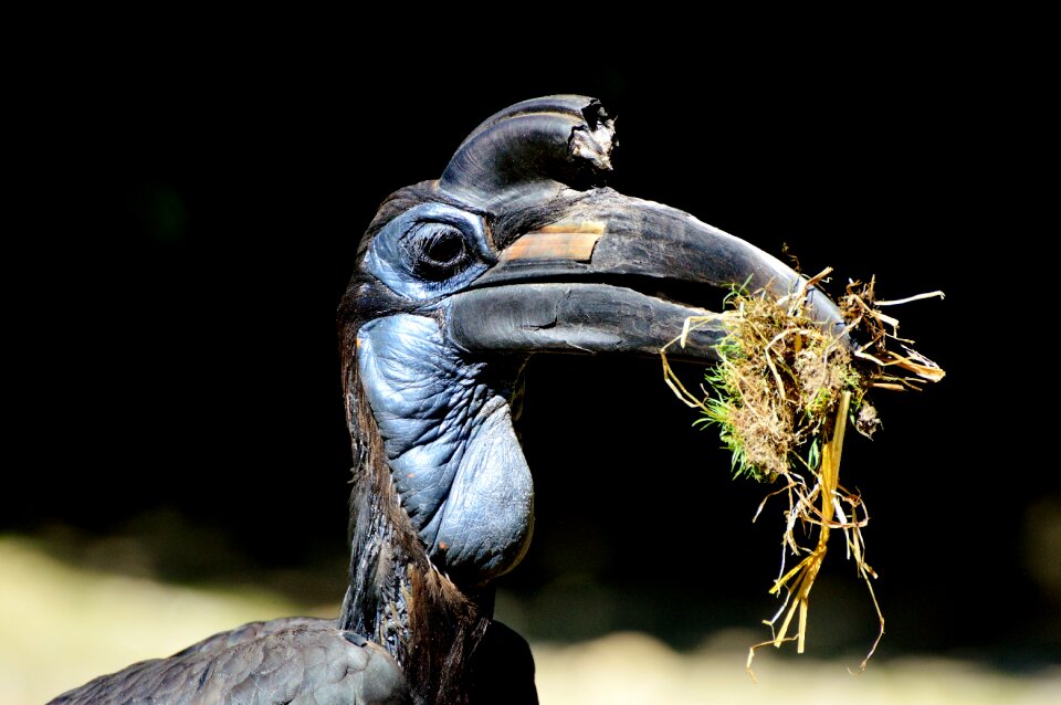 Bucorvus bird bill