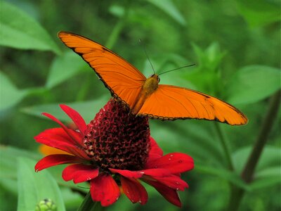 Red flower orange butterfly tropical garden