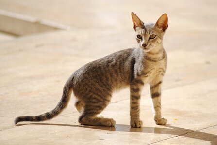 Young animal curious mieze