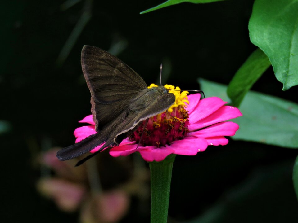Butterfly tropical garden black butterfly