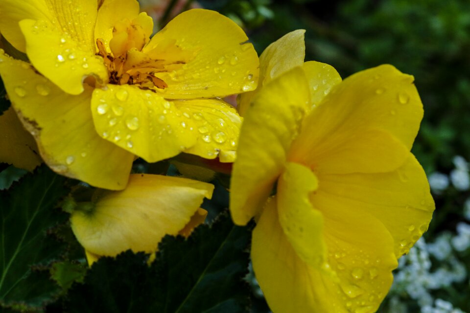 Garden flowers yellow flowers summer flowers
