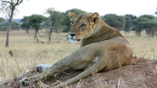 Lion steppe wildlife photo