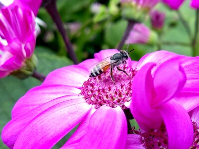 Summer garden honey bee photo