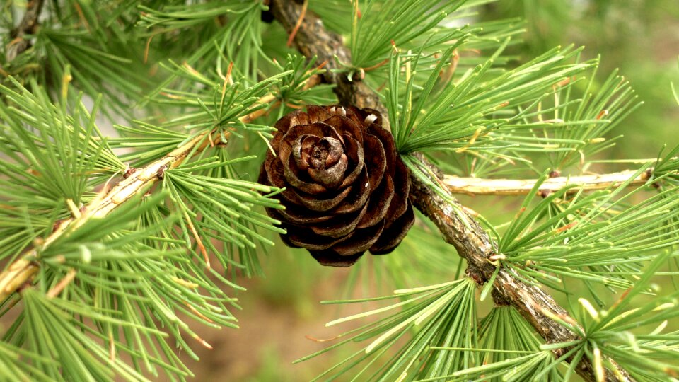 Pine pine cone needles - Free Stock Photos | Creazilla