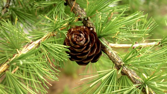 Pine pine cone needles