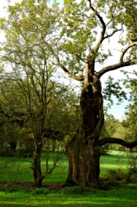 Veteran-tree-Hatfield-Park-20051105-010