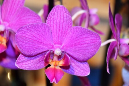 Petal tropical phalaenopsis orchid photo