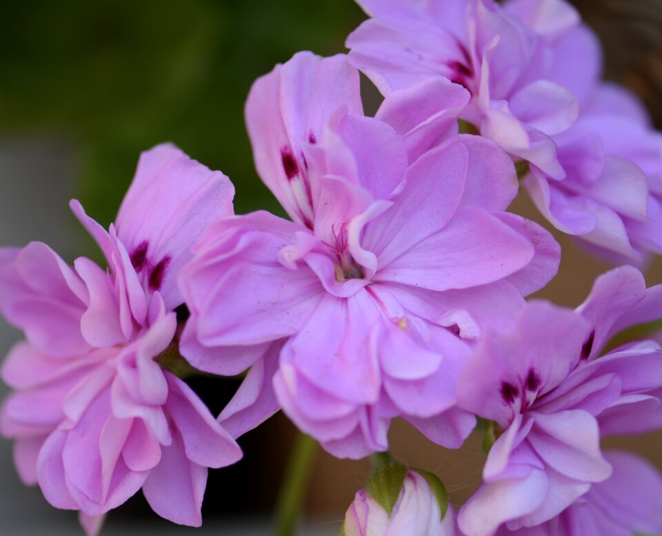 Blooming lilac nature lilac natural