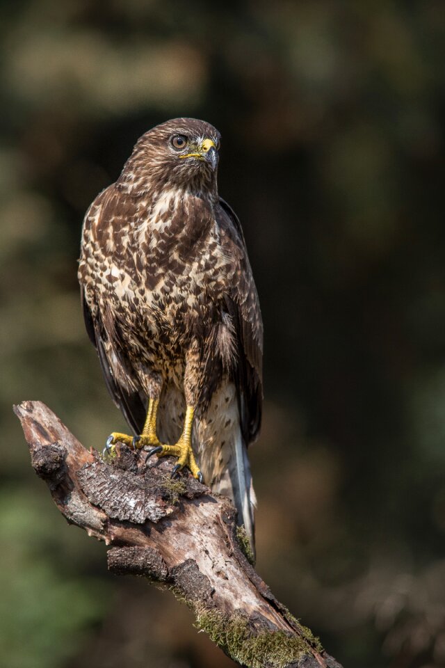 Bird of prey bird sparrowhawk
