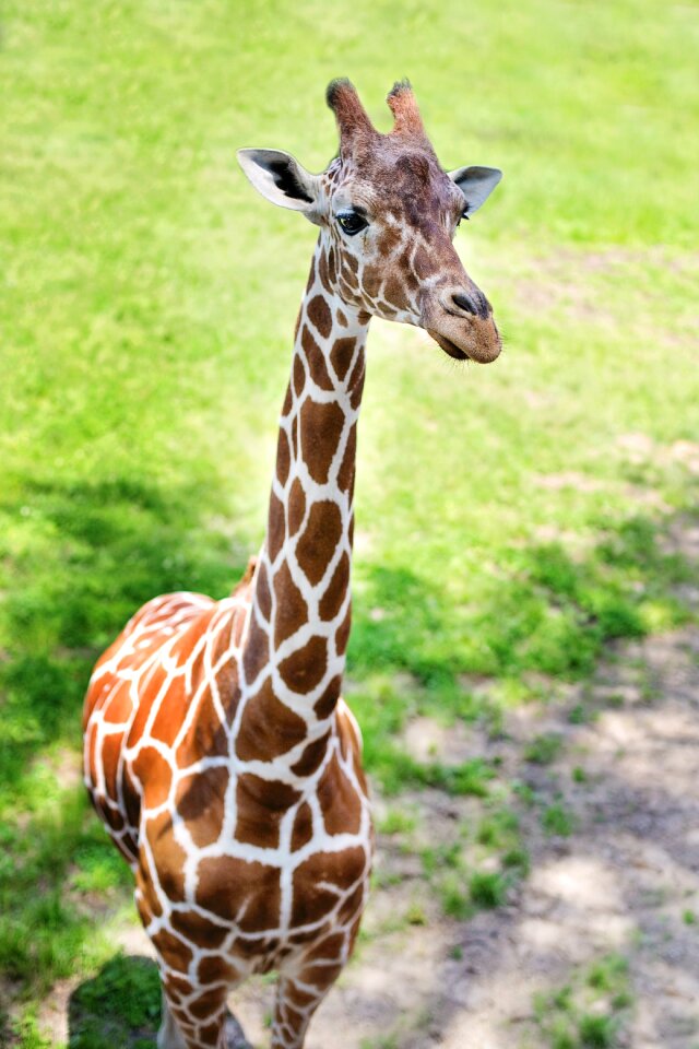Baby animal cute