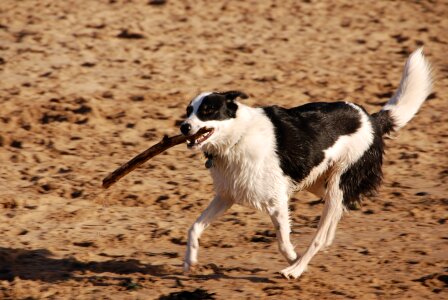 Beach pet exercise