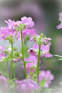 Flower delicate raindrops