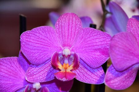 Petal tropical phalaenopsis orchid photo