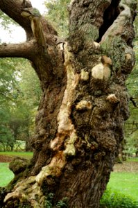 Veteran-tree-Hatfield-Park-20051105-009